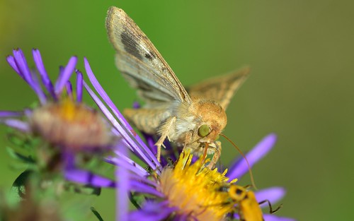 desktop usa nebraska moth insects lincoln featured pioneerspark