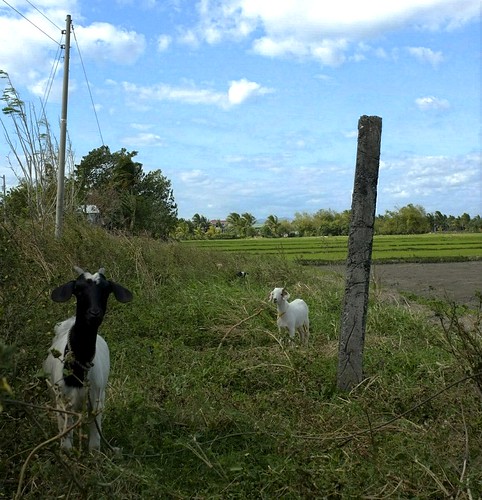 sky grass farm philippines goats nuevaecija bongabon fujix100