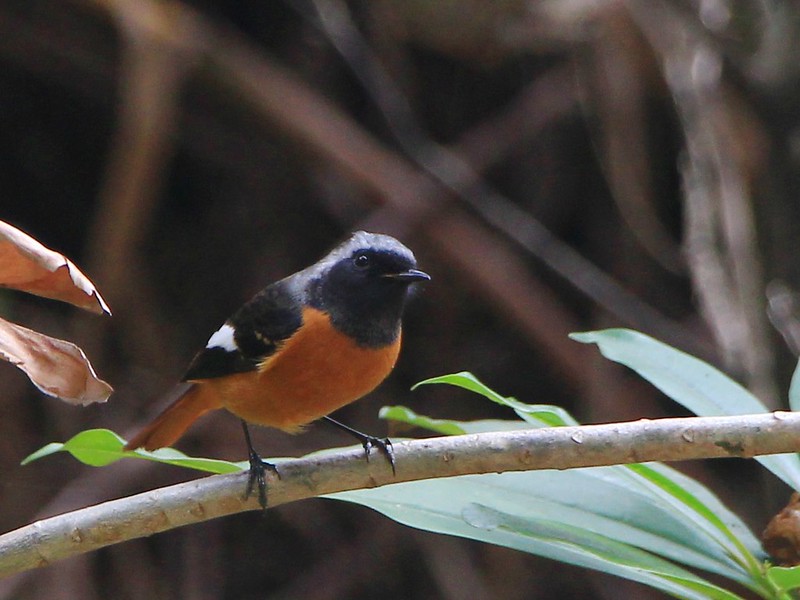 IMG_9584 黃尾鴝 公鳥 Daurian Redstart