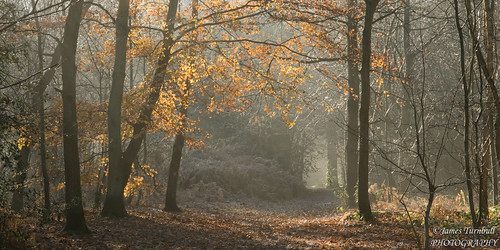 autumn trees winter light sun mist cold golden woods frost pettswood autumncolour goldenhues mistylight pettswoodwoods