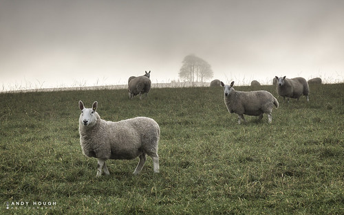england mist tree grass landscape sheep unitedkingdom sony hill grazing wallingford a77 arable wittenhamclumps southoxfordshire barrowhill sonyalpha andyhough slta77 andyhoughphotography