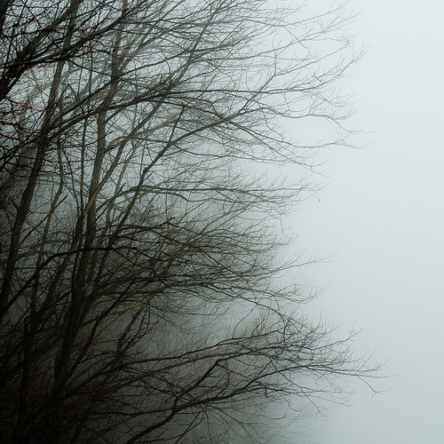 trees mist abstract beach misty fog forest square landscape spring woods nikon natural branches shoreline foggy shore d5000 noahbw