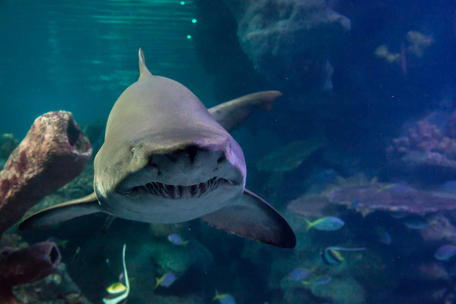 What are people's opinions on sharks at aquariums? Photo ...