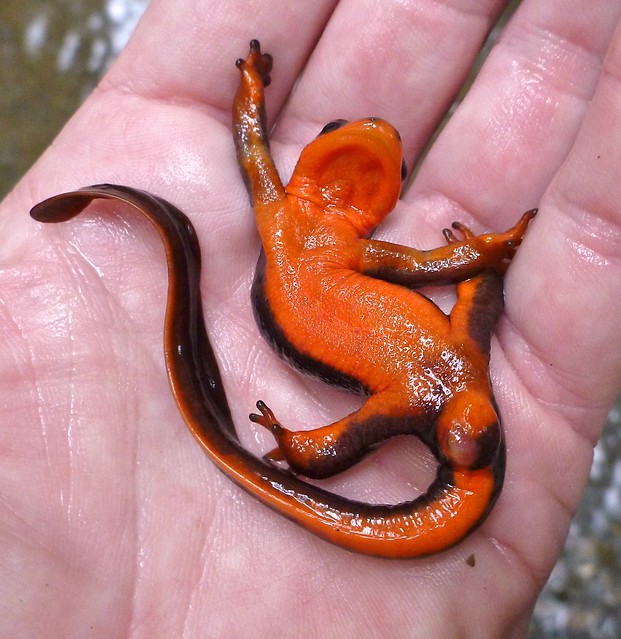 red-bellied newt