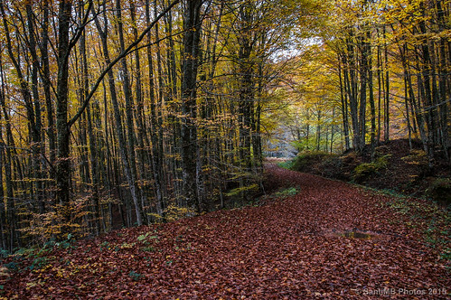 autumn españa forest way camino path bosque otoño esp navarra ochagavia valledesalazar 2tumblr sal18250 2blogger