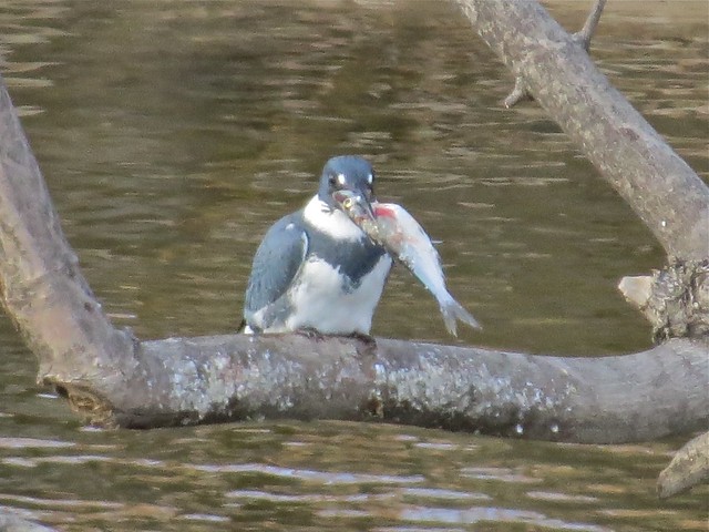 Belted Kingfisher at the Lock & Dam in Quincy, IL 04