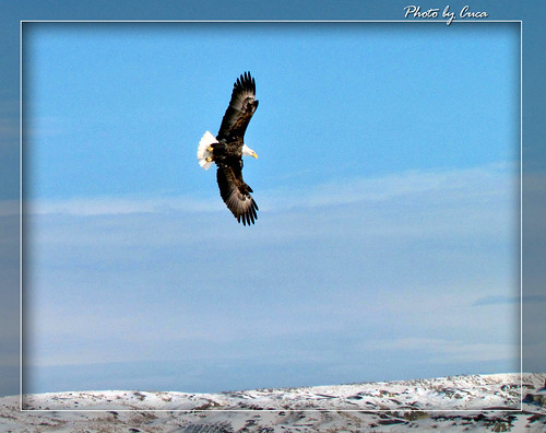 photography flying eagle bald lazy wyoming elliott photog worland