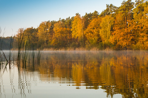 lake berlin deutschland see nebel sonnenaufgang herbstlaub krumme müggelheim herbstfärbung steppenwolf33