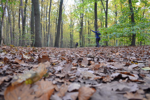 Jungfernheide Forst Berlin_ Bailey dog fetching in autumn forest