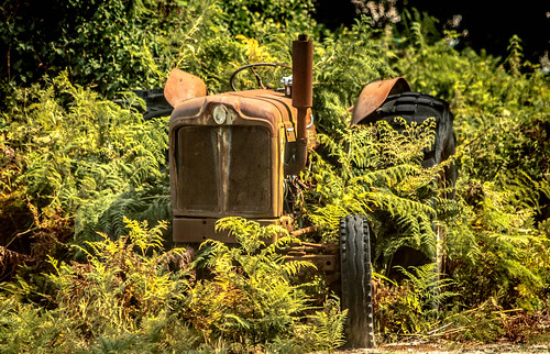 tractor france overgrown rust bracken medoc animalia lesparre