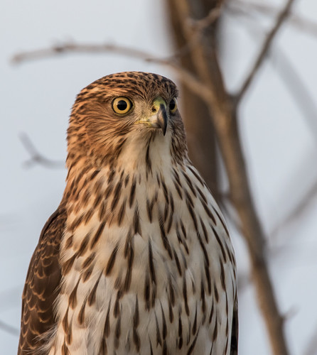 portrait sc birds animals hawk wildlife raptor perched birdofprey nationalwildliferefuge coopershawk lowcountry savannahnationalwildliferefuge