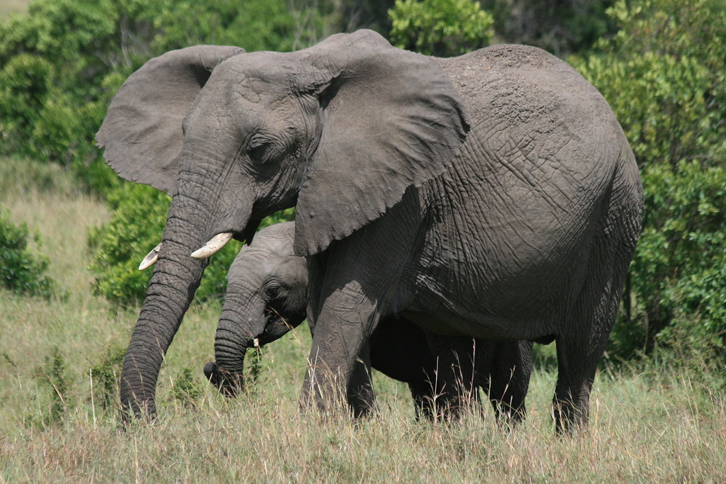 MASAI MARA III - MEMORIAS DE KENIA 14 días de Safari (16)