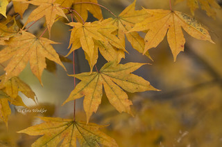 Yellow Autumn 秋の輝き③