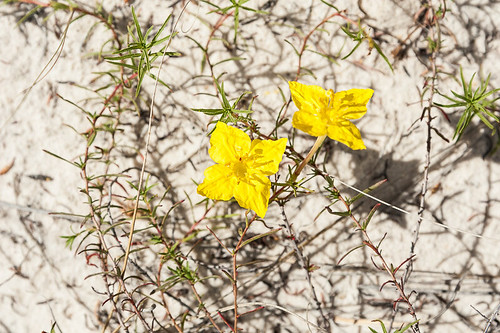 usa newmexico flower fleur sand unitedstates desert unitedstatesofamerica sable gypsum désert whitesandsnationalmonument etatsunis gypse gypsumdune
