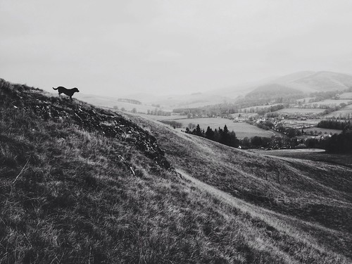 winter blackandwhite dog nature woodland scotland seasons scenic refreshing theview blacklabrador scottishborders hillwalk iphoneography iphone4s
