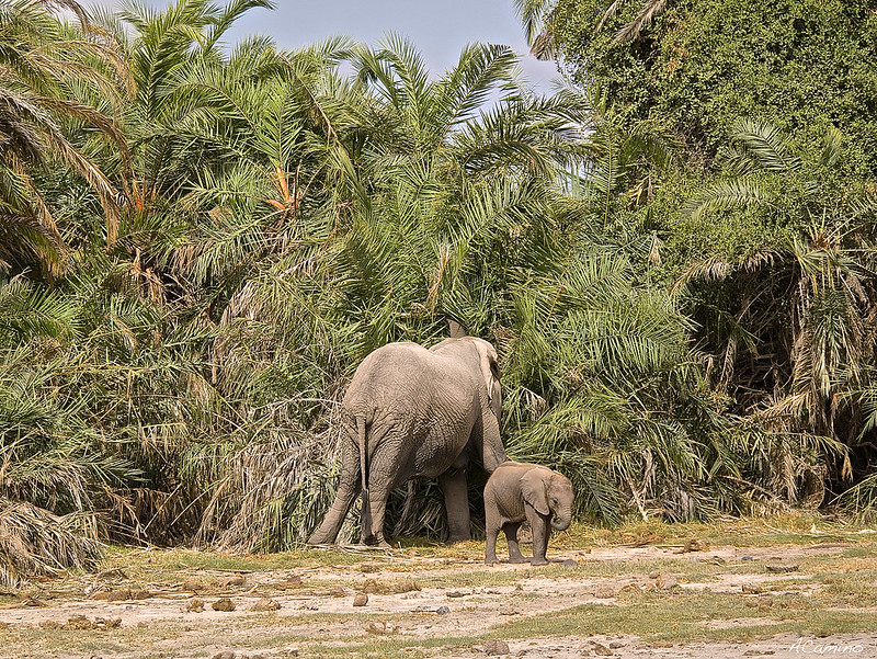 12 días de Safari en Kenia: Jambo bwana - Blogs de Kenia - Amboseli: Buscando la foto del elefante a los pies del Kilimanjaro (30)