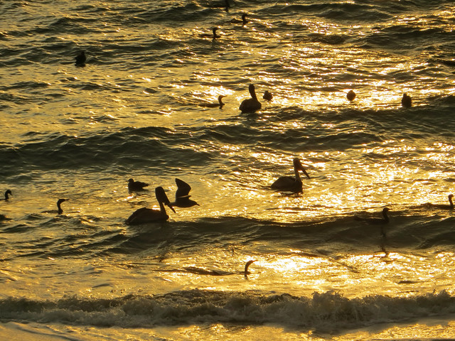 pelicans at sunrise