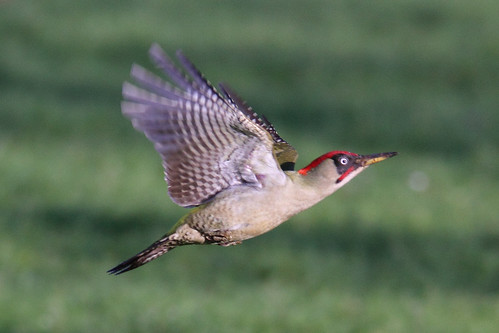 Green Woodpecker in Flight