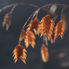 Upright, clumping grass used for groundcover
Dangling seed heads
Red/gold in fall, tan in winter