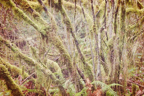 trees plants fern nature oregon walking outdoors moss hiking beaverton photoeffects 2015 washingtoncounty tualatinhillsnaturepark befunky befunkycom