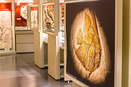 canon verona museo fossili montilessini minatori bolca museodeifossili eos600d pesciara franco600d famigliacerato