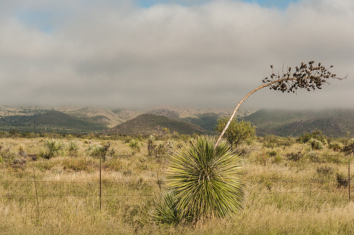 arizona usa unitedstates desert unitedstatesofamerica yucca désert etatsunis soaptreeyucca yuccaelata