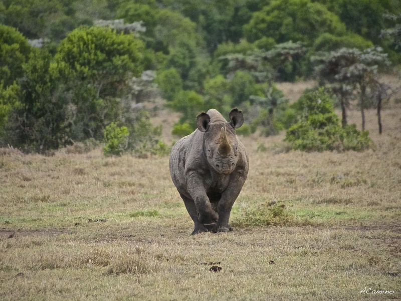 Parque de Sweetwaters: cara a cara con el Rinoceronte Negro - 12 días de Safari en Kenia: Jambo bwana (23)