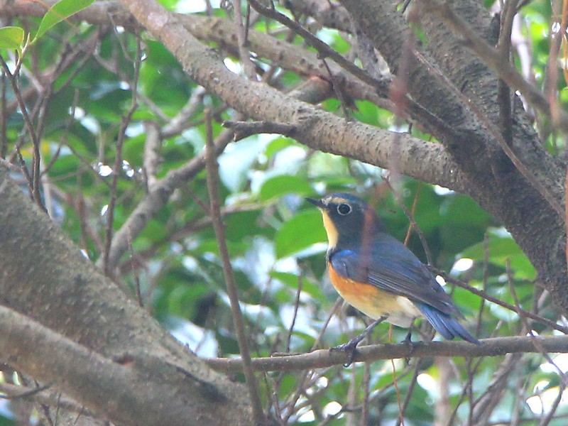 IMG_2013 藍尾鴝 公鳥 Red-flanked Bluetail