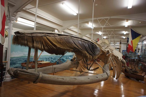 生活於南太平洋的長鬚鯨（Balaenoptera physalus），骨骼標本展示於紐西蘭的Otago Museum。南太平洋為進行人工施肥（鐵）的大型實驗地。（作者攝於紐西蘭）