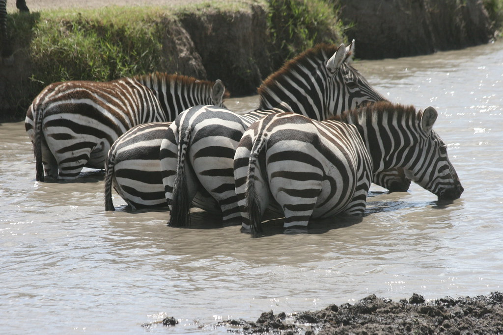 MASAI MARA III - MEMORIAS DE KENIA 14 días de Safari (70)