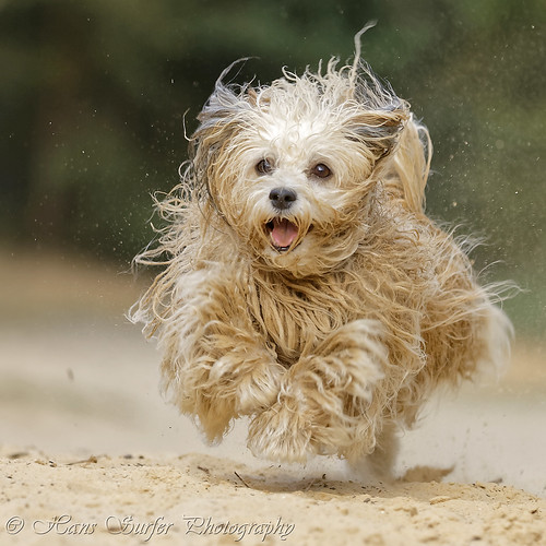 netherlands havanese runningdog lutterzand