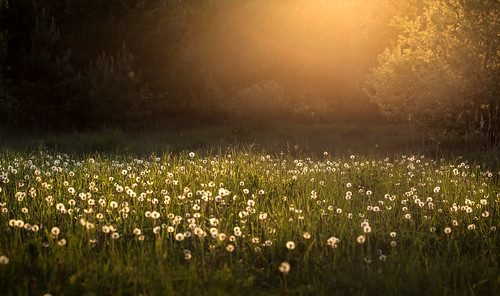 nature spring meadow fluff dandelion lithuania naturewildlife