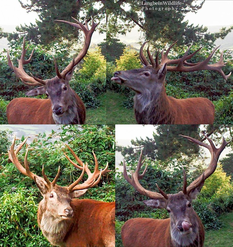 Red Stag at Selfie Cam