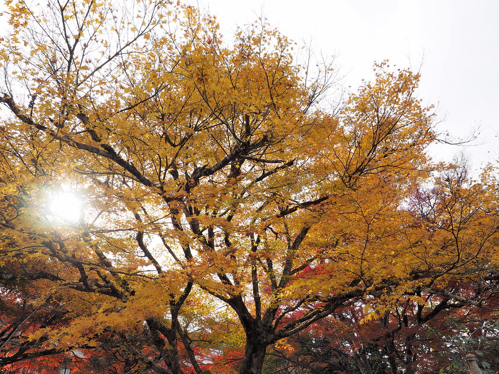 秋の京都紅葉 2014