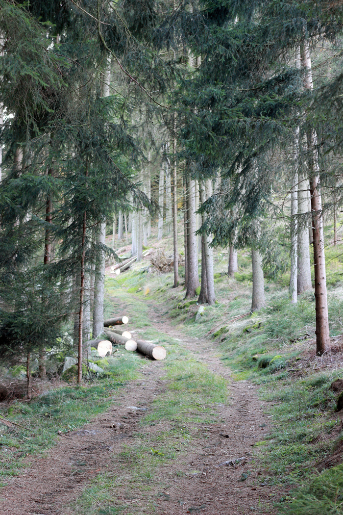 Suechtig_nach_Into_the_woods 02