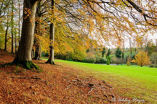 tree landscape unitedkingdom cullybackey autumnleaves northernireland countyantrim galgormmanor