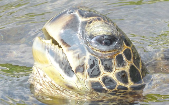 P1130279 - Green Sea Turtle Up Close