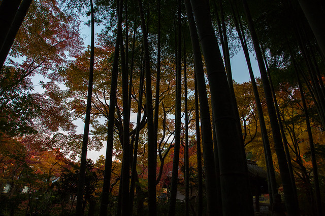 Morning Enkoji in Autumn 圓光寺秋の早朝特別拝観