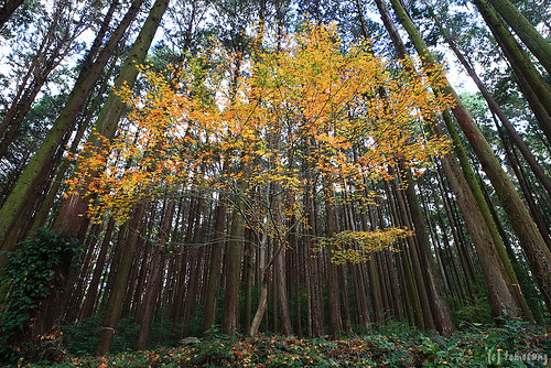 autumn color fall japan temple leaf 紅葉 fukuoka 秋 福岡 koga 古賀 seiryuji 薦野 清瀧寺