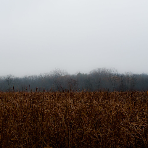 d5000 nikon autumn fog foggy forest grass landscape marshland minimal minimalism mist misty noahbw prairie quiet square still stillness trees wetlands woods painterly