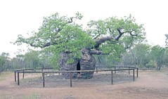 Boab 'prison tree' Derby G1X5694