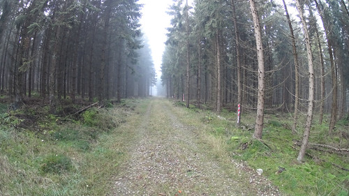 Skogsbilväg