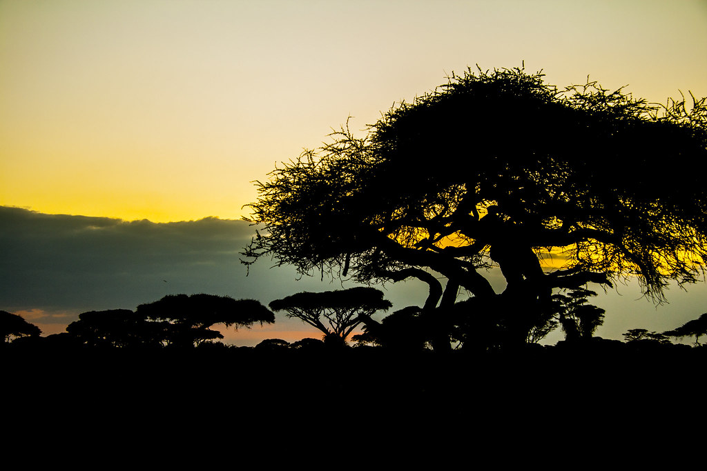 MEMORIAS DE KENIA 14 días de Safari - Blogs de Kenia - AMBOSELI I (36)