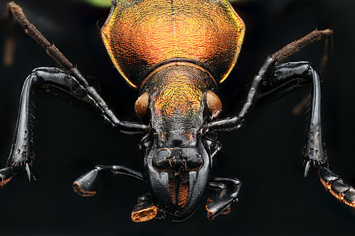 macro history museum natural beetle solutions macropod esa coleoptera macroscopic