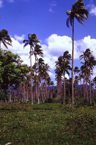 grove coconut plantation coconuts vanuatu portvila