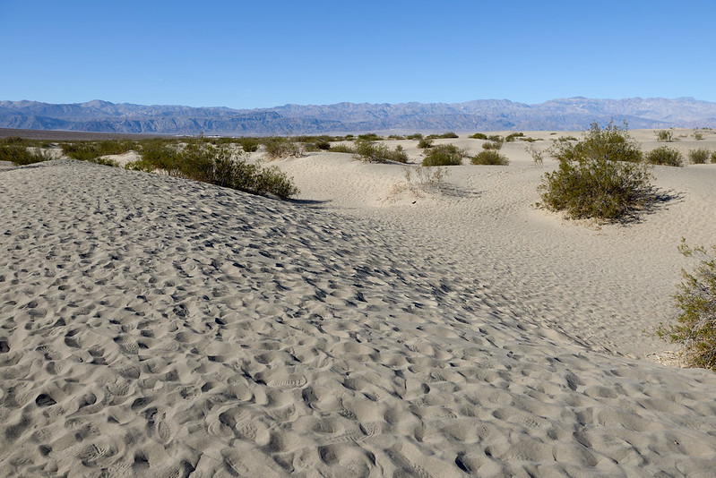 【Mesquite Flat Sand Dunes】要是沒有這些小樹叢，應該會誤以為在撒哈拉沙漠之類的吧