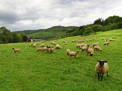 summer green nature animals clouds germany landscape deutschland hessen view sheep meadow hills hesse