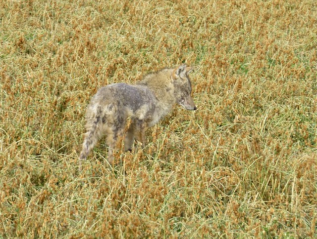 Coyote in Lincoln, IL 01