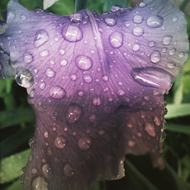 Raindrops on Iris #iris #irises #patiogardens #patiogarden #flowers #rain #raindrops #flowers