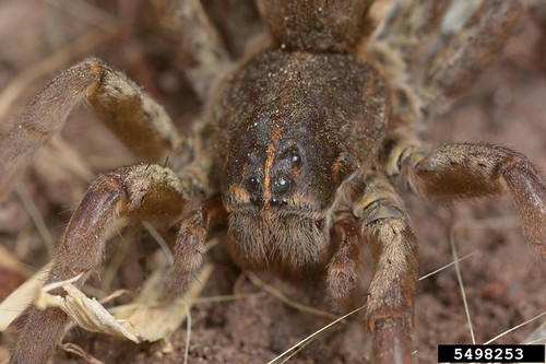 Wolf spiders are robust and agile hunters with excellent eyesight. They live mostly solitary and hunt alone. (Bugwood.org/Joseph Berger)